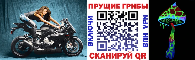 Купить где  Кущёвская  Галлюциногенные грибы Psilocybe 